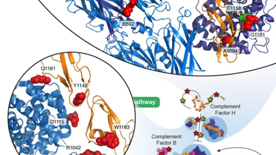 Interactome3D allows to structurally annotate entire pathways and provide molecular details useful for understanding the role of human disease mutations.