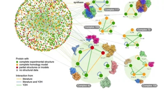 Map of protein-protein interactions of E. coli