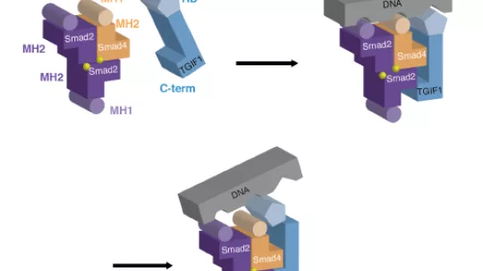Effect of the interaction of TGIF1 with the Smad2 and Smad4 proteins and the mechanism of inhibition of the interaction with DNA.