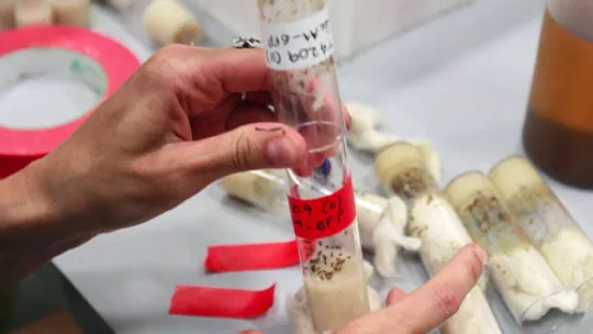 Drosophila melanogaster is a very valuable model to study human diseases (Photo:IRB)