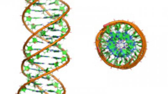 Simulation of a triple DNA helix structure side view and viewed from above (author: Annalisa Arcella. IRB Barcelona)