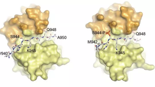 Binding of protein LC8 (yellow and orange) with a fragment of phoshorylated Nek 9, active form, (right) and non-phoshorylated form, inactive (left).