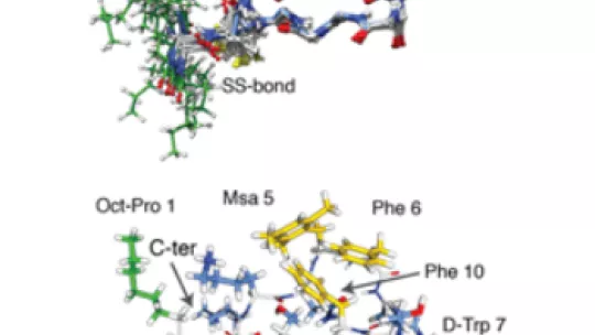 Family of structural conformers in solution determined by NMR (above). Detail of the key contacts between amino acids (in yellow) that define the characteristics of the active analogue. 