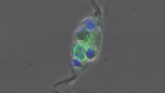 Macrophages are key cells in the immune system. Among other functions, they remove debris, pathogens or foreign agents from our body. In the image, a macrophage (with nucleus in green) has swallowed fragments of dead cells (in blue)(c) Maria Serra