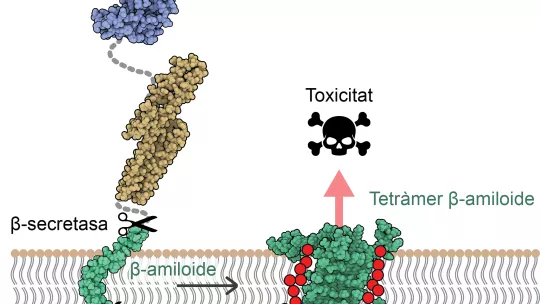 Tras la escisión de la APP en la membrana neuronal, la proteína Aβ se autoensambla adoptando una disposición con 4 u 8 copias que permitiendo el paso de agua e iones (en rojo) y alterando la homeostasis de las células. © Benjamin Bardiaux.
