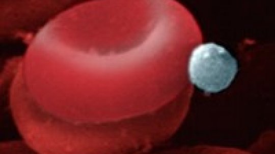 El parásito de la malaria en estadio de merozoito, circula por el torrente sanguíneo y ataca los glóbulos rojos. Un vez dentro, continuará su ciclo vital.