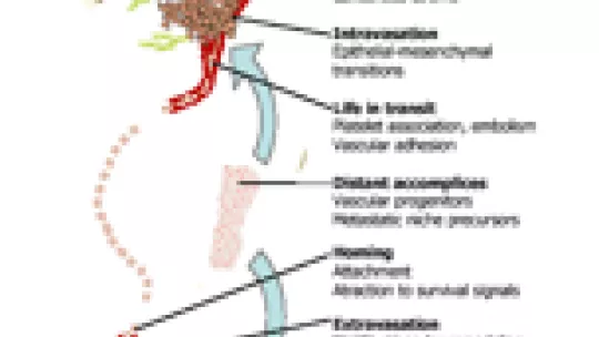 Stages of metastatic progression (zoom). (c) Joan Massagué - MSKCC, IRB Barcelona