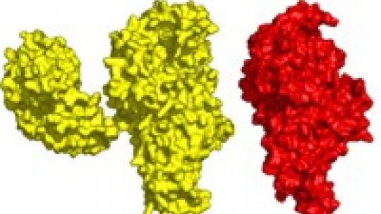 La bactèria <i>M. penetrans</i> té un afegit en el seu enzim MetRS (en groc) que el distingeix de la resta d'organismes. L'estudi d'aquest enzim va conduir a a troballa d'un nou mecanisme de control de la traducció