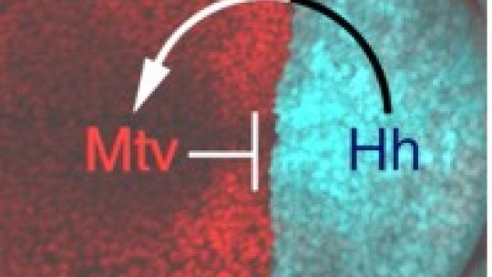La proteína Hedgehog (Hh) -en azul- induce la producción de Mtv -en rojo-, quien junto a otros componentes moleculares detiene la expresión de Hh