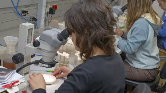 Científicos del IRB Barcelona usan la mosca de la fruta para realizar estudios sobre el cáncer (Author: Majj Brit Hansen, IRB Barcelona)