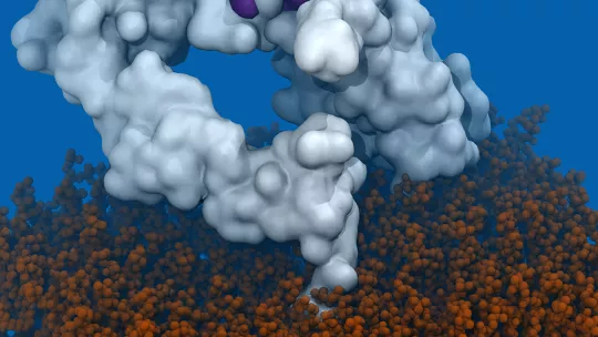 Estructura del receptor EGFR. En morado aparece marcada la región reconocida por el anticuerpo mAB806. Laura Orellana.