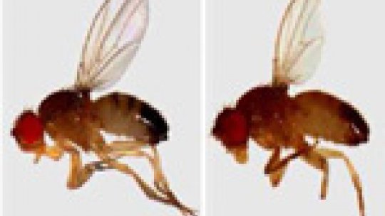 Flies with wings of different sizes but in proportion. © Milán Lab. IRB Barcelona.