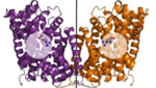 Three-dimensional structure of the AdiC mutant when binding a molecule from the extracellular environment.