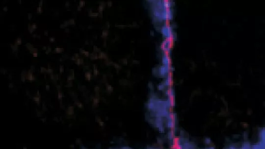 Confocal microscope image of a fragment of Drosophila trachea. Red shows the accumulation of the E-Cadherin protein, responsible for cell-cell binding