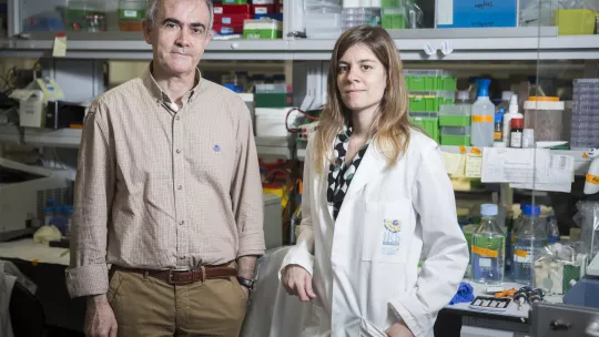Group Leader Angel R. Nebreda and PhD student Begoña Cánovas at the Signalling and Cell Cycle Laboratory (M. Minocri, IRB Barcelona)