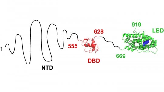 Estructura del Receptor de Andrógenos. NTD: dominio N-terminal; DBD: dominio de unión al ADN; LBD: dominio de unión al ligando. Los números indiquen el primer y el último aminoácido de la proteína, y los límites de los dominios.