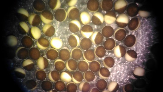 Los experimentos de este estudio se han llevado a cabo en ovocitos (óvulos inmaduros) de Xenopus laervis, un modelo usado por el laboratorio para estudiar procesos fundamentales de regulación genética. Imagen: microscopía, Eulalia Belloc.