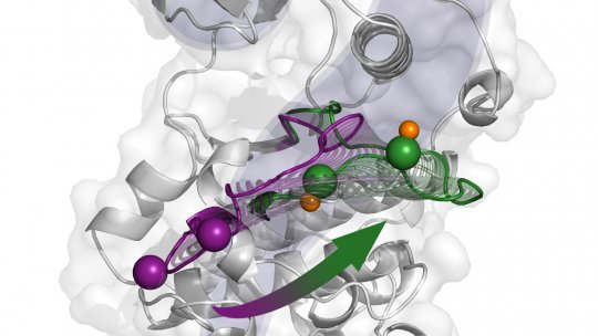 Los investigadores revelan detalles del mecanismo de activación de p38. La imagen representa los cambios estructurales del estado inactivo (púrpura) al activo (verde), propuesto por cristalografía de rayos X. Imagen: Antonija Kuzmanic.