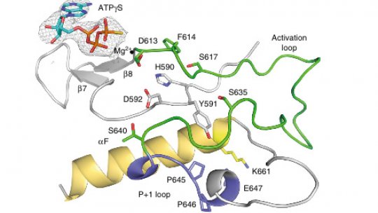 A detailed view of the TLK2 structure