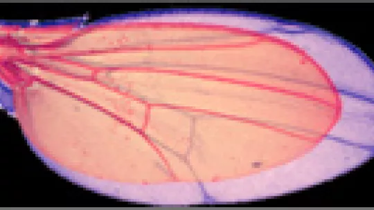 Two wings of Drosophila. While the smaller corresponds to the wild type version (non modified), the bigger one corresponds to a wing in which the Wingless pathway is hyperactivated.