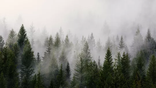 El nuevo tipo de hipermutación difusa se llama "niebla de mutaciones". (Dave Hoefler, Unsplash)