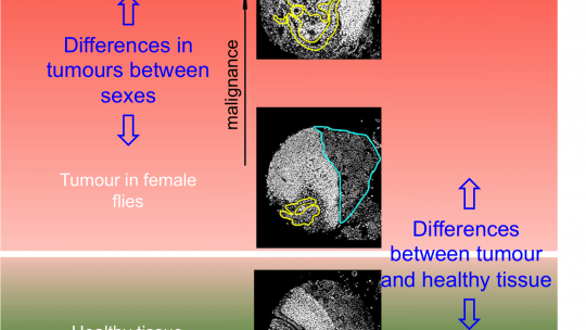 Differences between tumours in male and female vinegar flies. Cayetano González, IRB Barcelona.