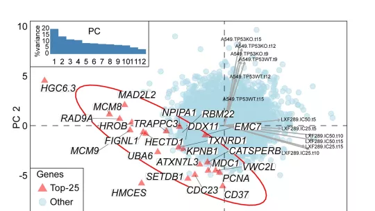Genes letales sintéticos, tras la activación de APOBEC en células de cáncer de pulmón.
