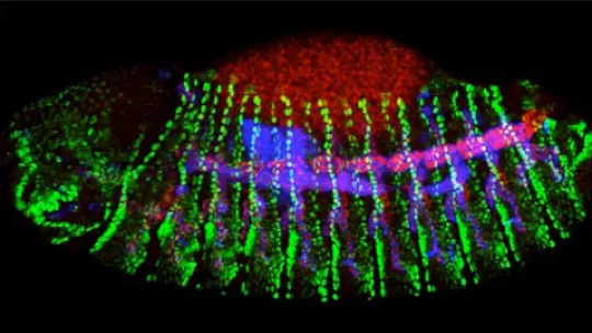 Tracheas of the fruit fly Drosophila melanogaster (in blue and red) are a good model to study cell migration (Author: E Butí, IRB)