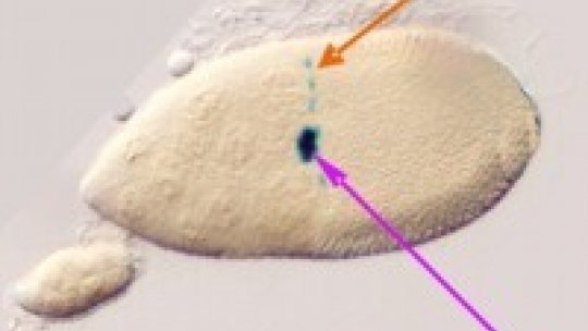 A group of cells express torso-like gen (tsl) (pink arrow). While they are moving to the center of the egg chamber, another group of cells starts expressing tsl (orange arrow). Both cellular groups meet at the same site, from where in a more advanced stag