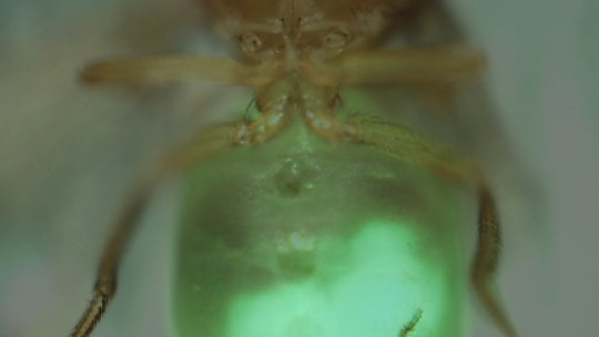 Tumor epitelial (en verd) implantat en una mosca hosta (Lab M. Milán lab, IRB Barcelona. Autor: Mariana Muzzopappa)
