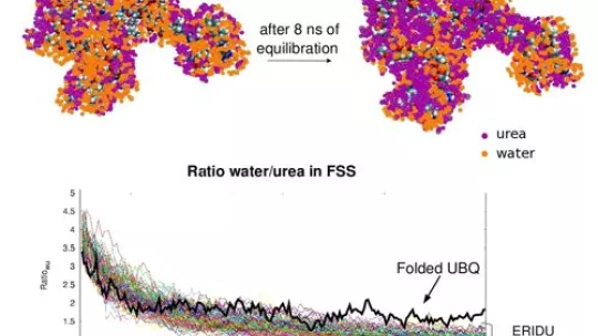 Graphic showing the enrichment of urea around the protein, favoring its unfolding (urea appears as violet and water as orange). Author: M Candotti © IRB Barcelona