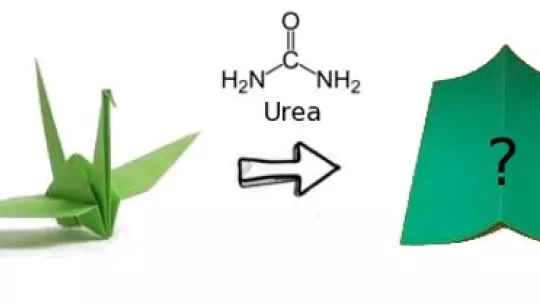 Diagram of the protein unfolding in presence of urea. Author: M Candotti © IRB Barcelona