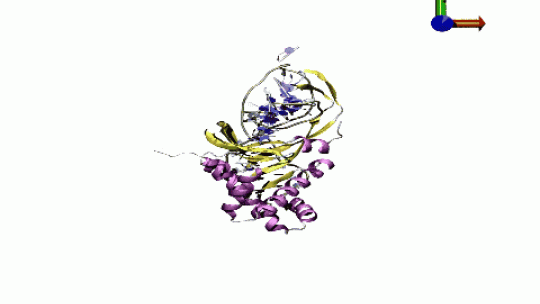 Simulación de un complejo de ADN - proteína (P Dans. IRB Barcelona)