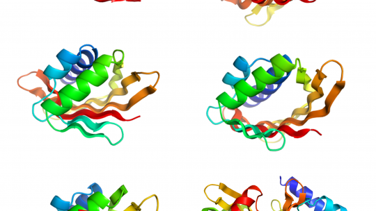 Ejemplos de proteínas diseñadas por ordenador con curvas de láminas beta y hélices, formando cavidades de diferentes tamaños y formas (E.Marcos, IRB Barcelona-UW)