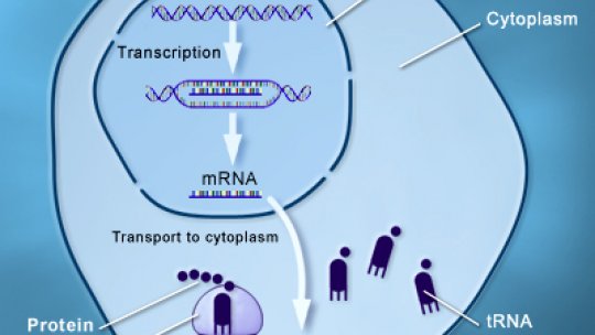 De genes a proteínas. En el núcleo celular, el ADN se replica en ARN. El ARN mensajero viaja al citoplasma donde se traduce a proteína. El ARN de transferencia ejerce de intérprete entre los dos lenguajes (US Library of Med)