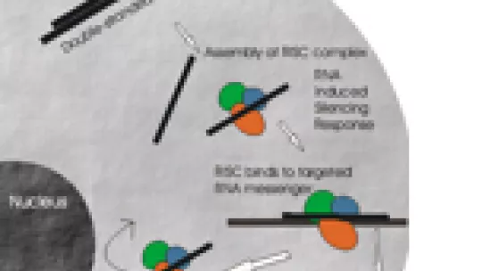 Gráfico del mecanismo ARN de interferencia. IRB Barcelona