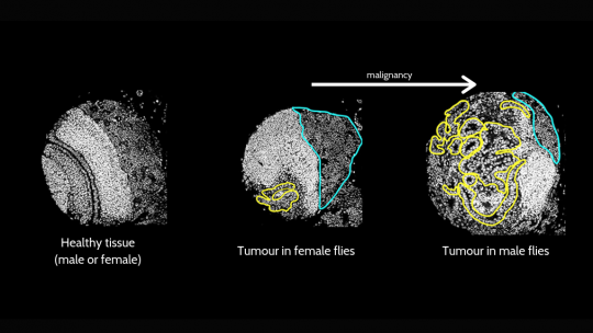 Diferències entre tumors de mosca del vinagre mascle i femella. Cayetano González, IRB Barcelona.