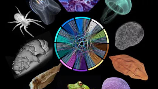 Representación esquemática de la aproximación seguida. En el centro, una ilustración mostrando los genes (representados por líneas) que son compartidos entre linajes (representados por el color de las líneas). Por fuera, imágenes de la representación de l