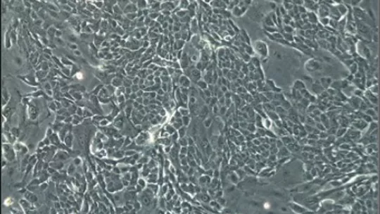 ICREA research professor Salvador Aznar Benitah