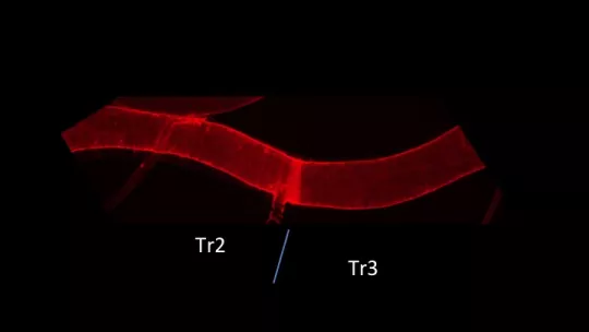 Fragmento de tráquea de Drosophila. Externamente, no se observan diferencias entre los segmentos Tr2, donde se localizan las células madre facultativas, y Tr3 correspondiente al resto de células del tejido  (N.J. Djabrayan, IRBBarcelona)