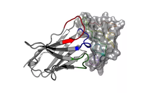 La figura muestra la unión de un nanoanticuerpo derivado de alpaca a la proteína EGF. Los científicos demuestran la alta afinidad y selectividad de una familia de nanoanticuerpos para EGF, diana de interés en cáncer (S Guardiola, IRB Barcelona)