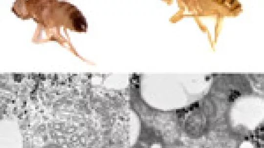 On the right side we can see aberrant fly and mitochondria when SLIMP is silenced.