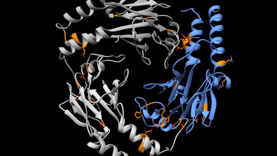 Detalls estructurals dels dominis MH2 dels Smad2 i 4 , amb mutacions trobades en tumors de pulmó, marcades en taronja