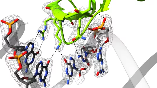 Image shows the interaction between the MH1 domain of Smad4 in complex with the GGCGC site  (Maria Macias, IRB Barcelona)