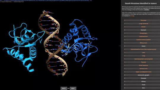 La web detalla las mutaciones de las Smads en diversos tipos de tumores. En la figura se muestra el dominio MH1 de Smad4 unido a un fragmento de ADN