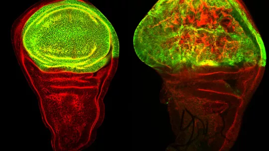 The overexpression of the gene Serpent in the Drosophila wing causes permanent overgrowth and it is sufficient to promote tumour development. Image: Kyra Campbell, IRB Barcelona