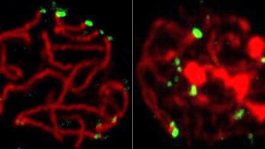 Tall transversal del nucli cel·lular. A l'esquerra, els telòmers -extrems dels cromosomes - (en verd) estan units a la membrana nuclear. Sense RingoA, els telòmers no s'ancoren bé, la meiosi es deté i la cèl·lula mor.(P. Mikolcevic, IRB Barcelona)