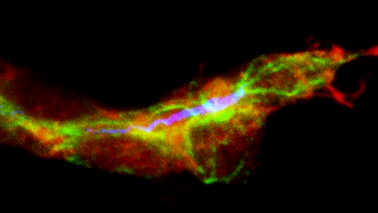 Cèl·lula terminal de la tràquea durant l'inici de la ramificació. En vermell les cèl·lules de la tràquea, en verd els microtúbuls i en blau el lumen. (Delia Ricolo i Sofia J. Araujo)