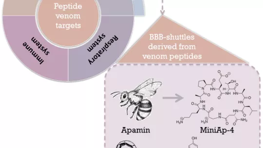 Imagen: laboratorio de Péptidos y Proteínas del IRB Barcelona