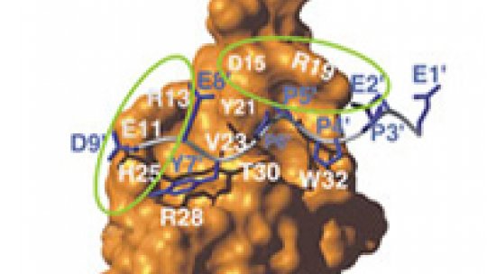 Acoplamiento entre la ubitiquina ligasa (la molécula más grande) y la secuencia de proteína de membrana LMP2A (más pequeña y en azul).<br />